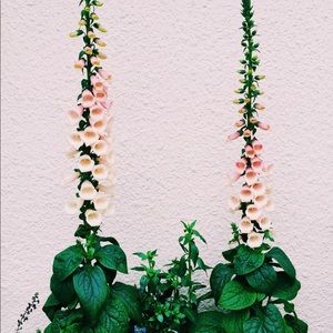 Meet your Posher, Anna